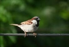 consistent call avoidance strategies