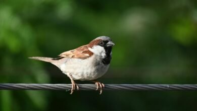 consistent call avoidance strategies